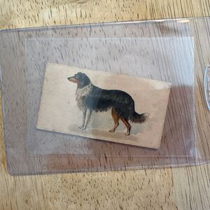 N163 Goodwin Dogs of the World - Old Judge Tobacco Card - Sheep Dog or Collie